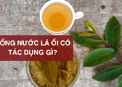 Uống nước lá ổi có tác dụng gì? Hướng dẫn cách nấu đơn giản tại nhà